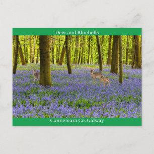 Postal Vida silvestre irlandesa