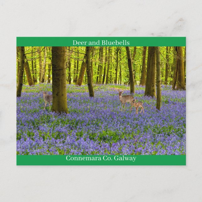 Postal Vida silvestre irlandesa (Anverso)