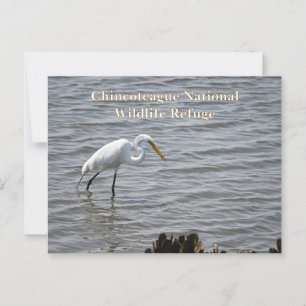 Postal Vida silvestre nacional de Chincoteague Gran Heron