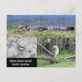 Postal Vida silvestre nativa de Hilton Head SC