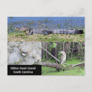 Postal Vida silvestre nativa de Hilton Head SC