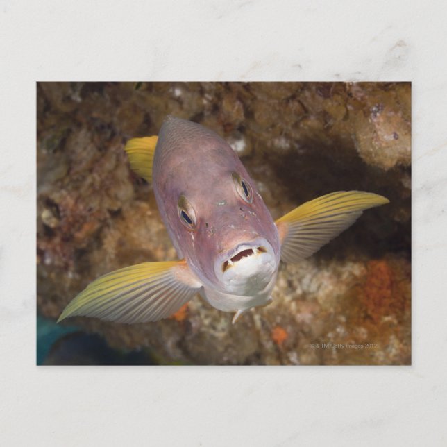 Postal Vida submarina; PESCA: Retrato de cierre de un (Anverso)