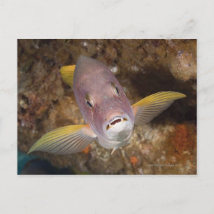 Postal Vida submarina; PESCA: Retrato de cierre de un