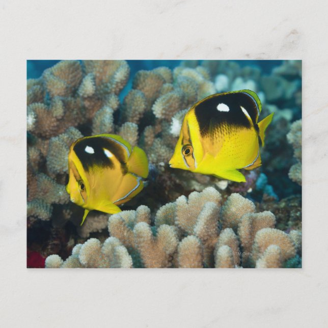Postal Vida submarina; PESCA: Un par de Fourspot (Anverso)