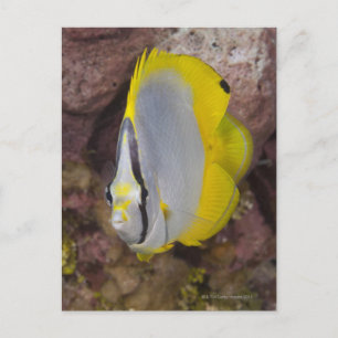 Postal Vida submarina, PESH: un colorido tropical