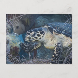 Postal Vida submarina: Una tortuga marina de Hawksbill