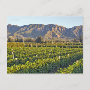 Postal vides de Cabernet Sauvignon en Huailai Rongchen 2