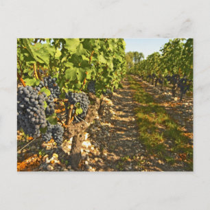 Postal vides de Cabernet Sauvignon en una fila en la