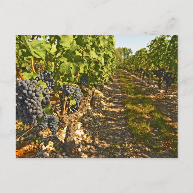 Postal vides de Cabernet Sauvignon en una fila en la (Anverso)