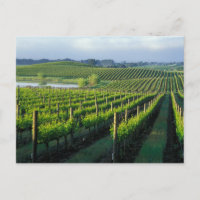 Vides en hileras ordenadas en Napa, California