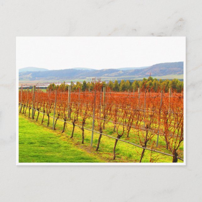 Postal vides rojas (Anverso)