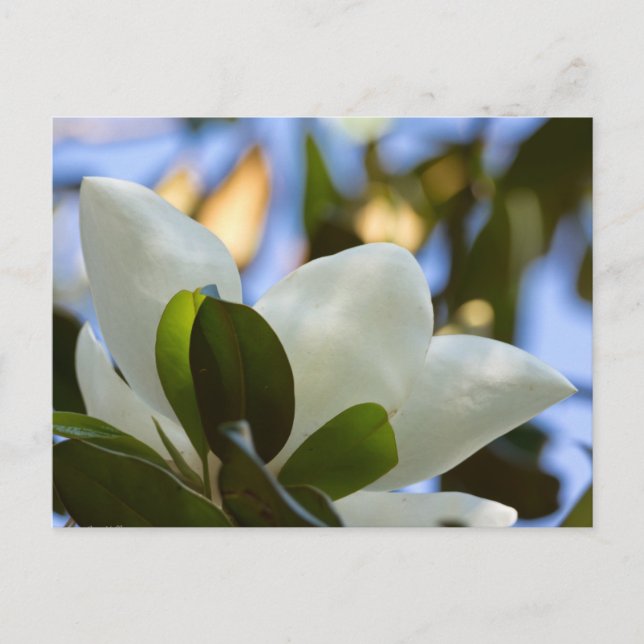 Postal Vidrio manchado Sky Southern Magnolia Regalos (Anverso)