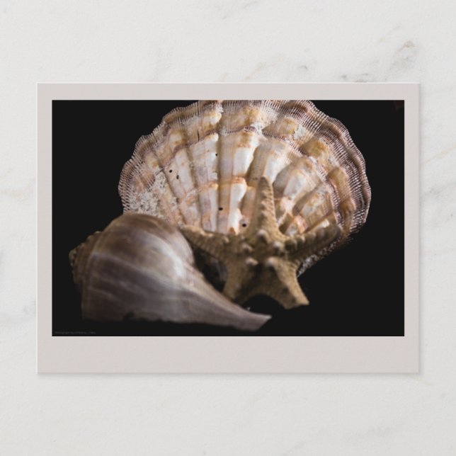 Postal Vieira, Whelk, Estrella del Mar (Anverso)