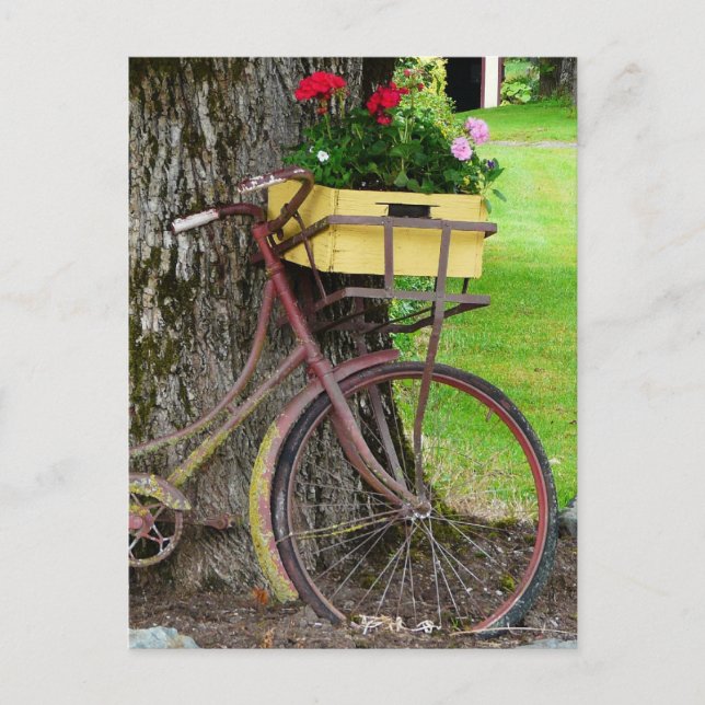 Postal Vieja bicicleta antigua con cesta de flores (Anverso)