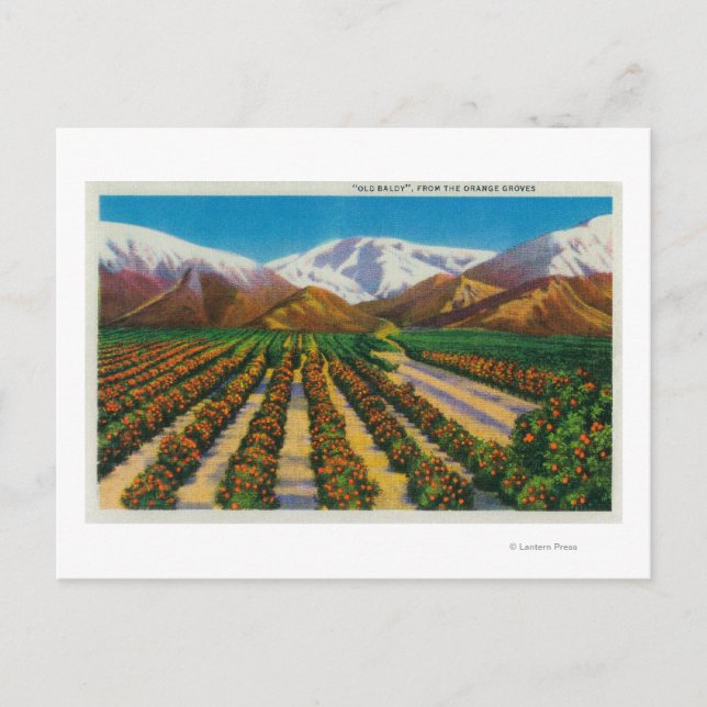 Postal Vieja montaña Baldy de los Naranjas Groves (Anverso)