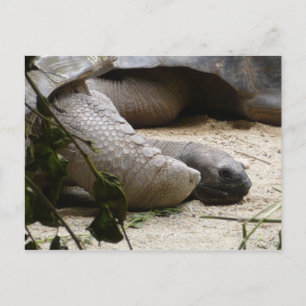 Postal Vieja Tortuga