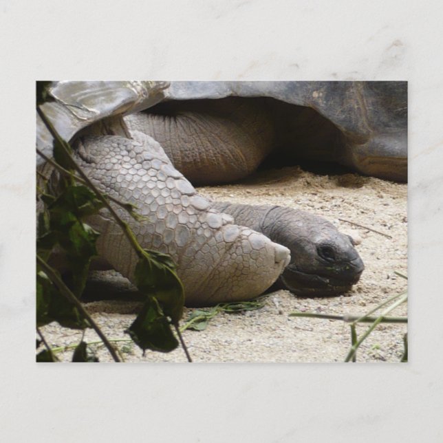 Postal Vieja Tortuga (Anverso)