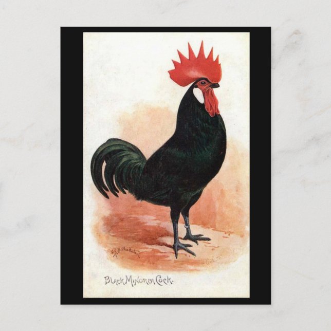 Postal vieja - Un pavo negro de Menorca (Anverso)