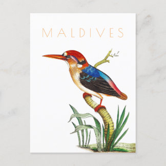 Postal Viejo ave tropical de Maldivas a mediados de siglo