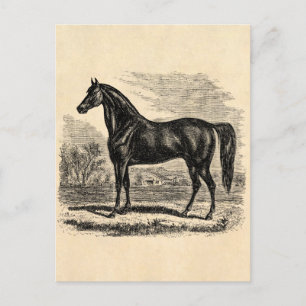 Postal Viejo caballo de los años 1800 - plantilla ecuestr