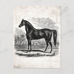 Postal Viejo caballo de los años 1800 - plantilla ecuestr