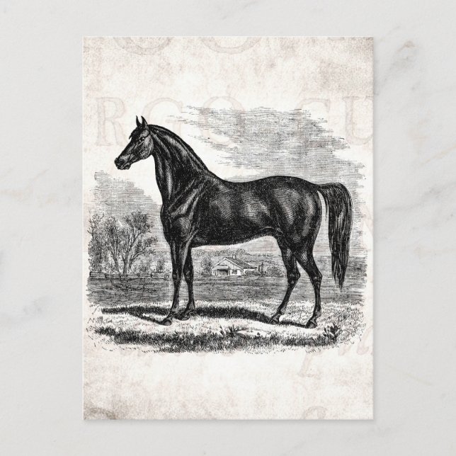 Postal Viejo caballo de los años 1800 - plantilla ecuestr (Anverso)