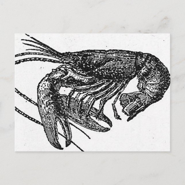 Postal Viejo dibujo del vestíbulo (Anverso)