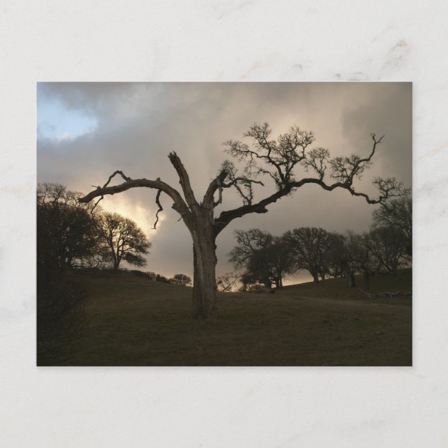 Postal Viejo roble de invierno (Anverso)