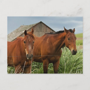 Postal Viendo caballos en un campo del Palouse 3