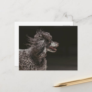 Postal Viento de cabeza de perro de caniche negro lindo