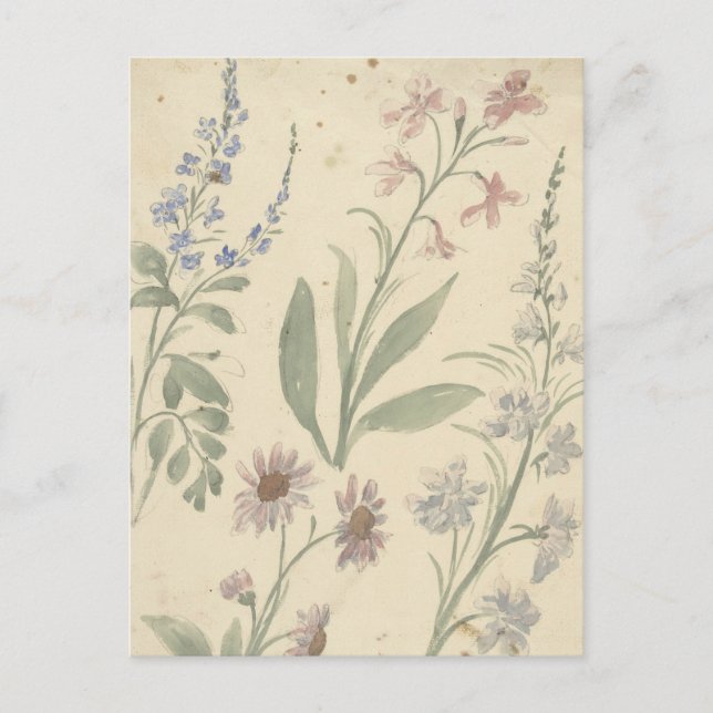 Postal Vier Studies van Roze en Blauwe Bloemen, Nijmegen (Anverso)