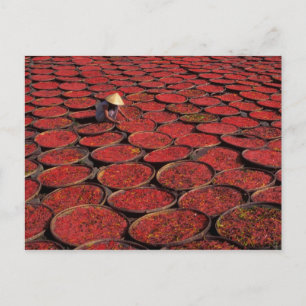 Postal Vietnam. Secado de caramelos en cestas bajo