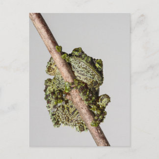 Postal Vietnamese Mossy Frog on a Branch
