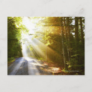 Postal Vigas de sol a través del bosque en el Parque Naci