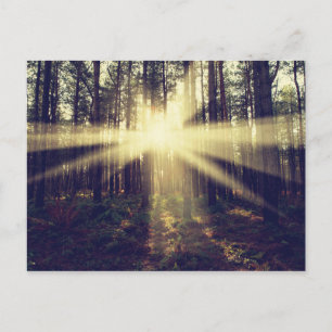 Postal Vigas de sol forestales