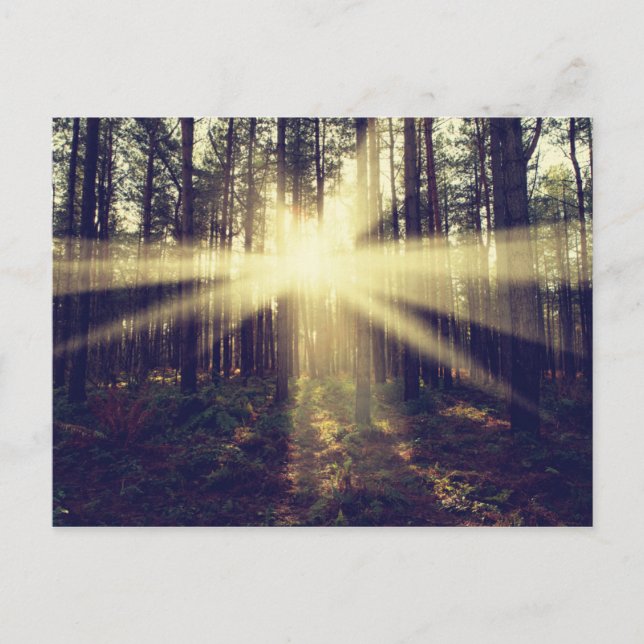 Postal Vigas de sol forestales (Anverso)