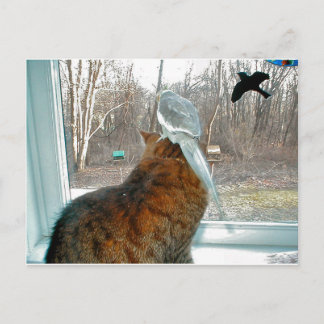 Postal Vigilancia de aves