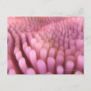 Postal Villo intestinal 2