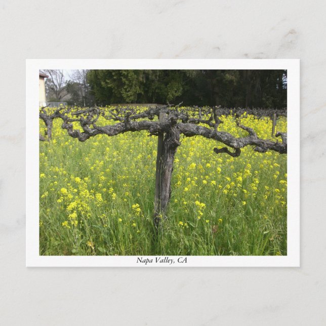 Postal Viña Dormant - Valle de Napa (Anverso)