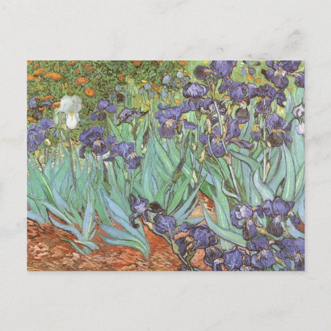 Postal Vincent van Gogh - Irises (Anverso)