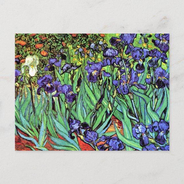 Postal Vincent Van Gogh - Irises - Bella Artes de los ama (Anverso)