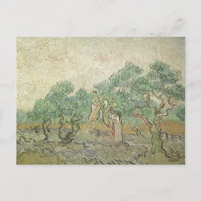 Postal Vincent van Gogh - Picking de olivos (Anverso)