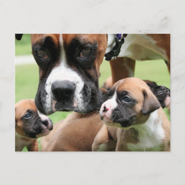 Postal Vindy y Pups - Foto 09 (Anverso)