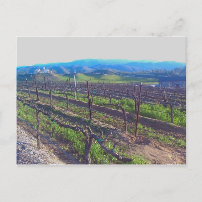 Postal Viñedo (Anverso)