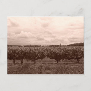 Postal Viñedo 1