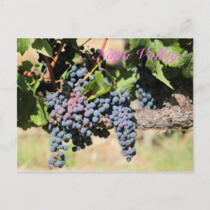 Postal Viñedo clásico de Napa Valley California
