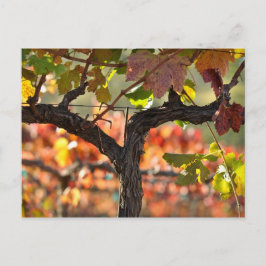 Postal Viñedo del Valle de Napa en California