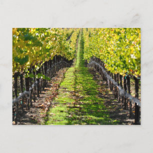 Postal Viñedo del Valle de Napa en California