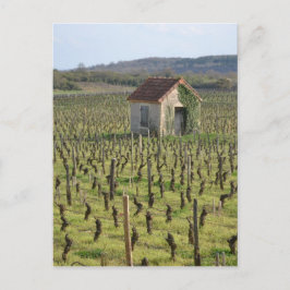 Postal Viñedo en la Francia de Borgoña
