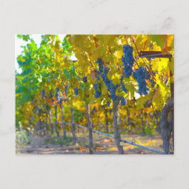 Postal Viñedo en Napa Valley California